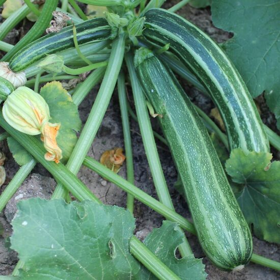Zucchini ‘Striato d’Italia’ (Cucurbita pepo) 
